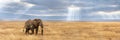 Elefante Sabana Panorama Rompecabezas 1000 Pz Clementoni