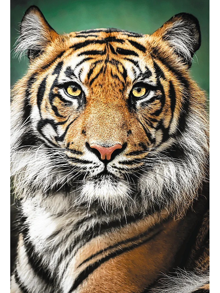 Rompecabeza Puzzle 1500 Pieza Trefl Portaretrato Tigre 26204
