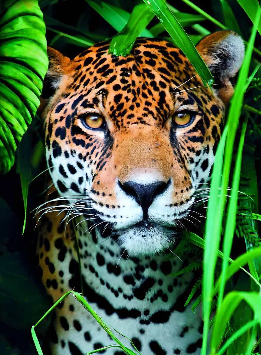 Retrato Jaguar Rompecabezas 500 Pz Clementoni Jungla Mexico