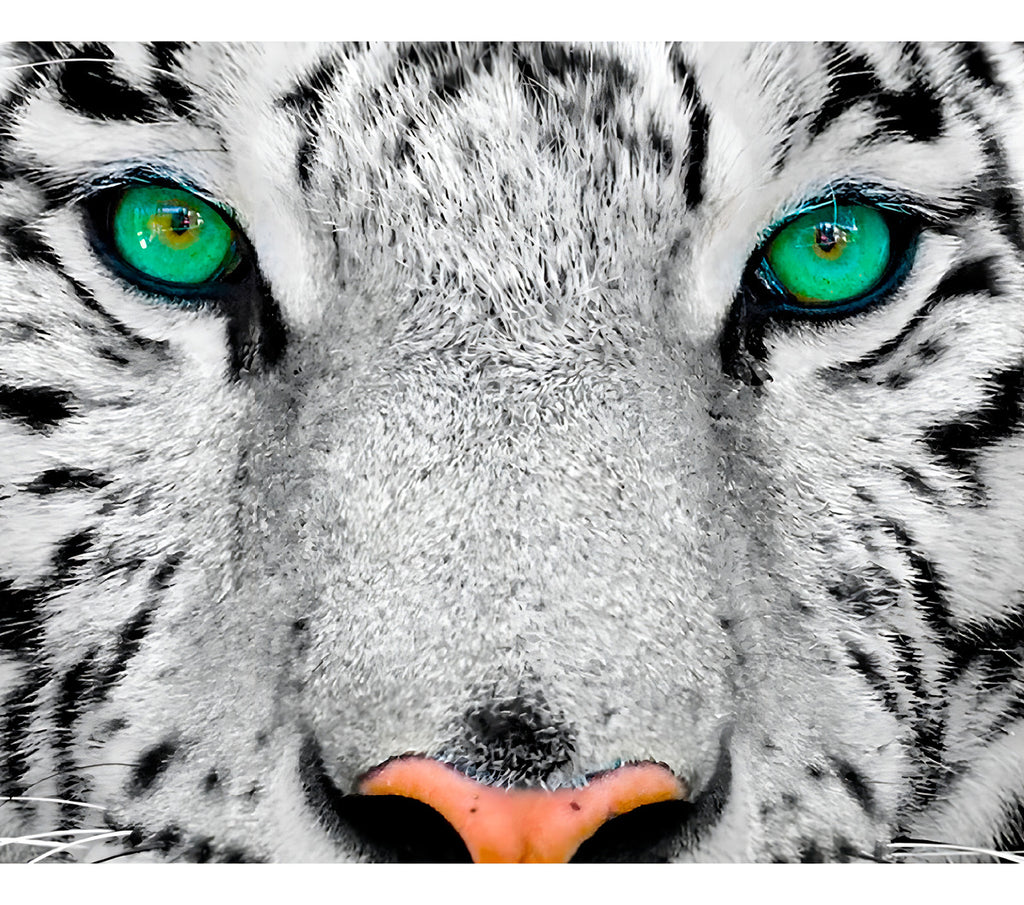 Enjoy Puzzle Rompecabezas Tigre Blanco Siberiano 1000 Pz