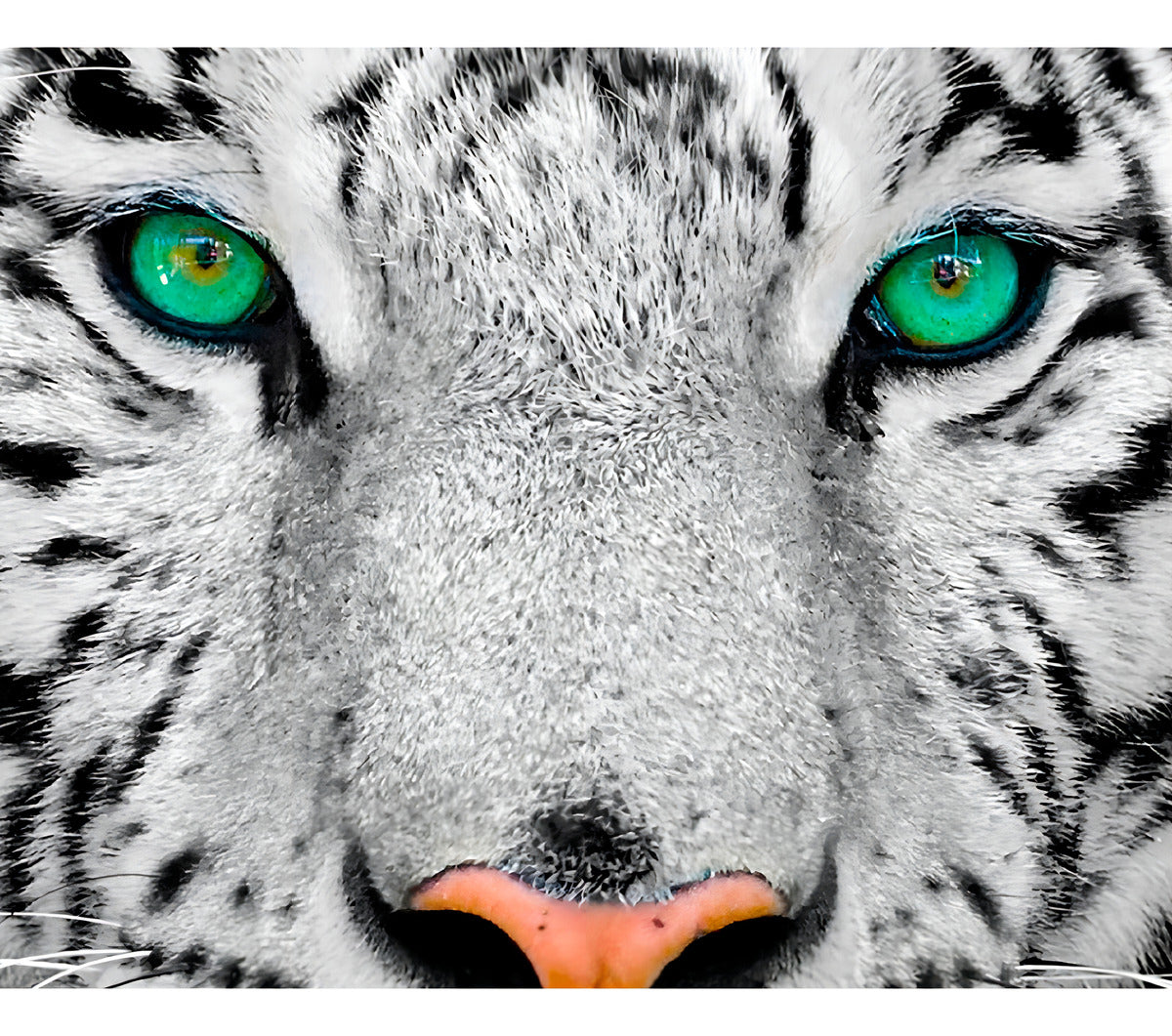Enjoy Puzzle Rompecabezas Tigre Blanco Siberiano 1000 Pz