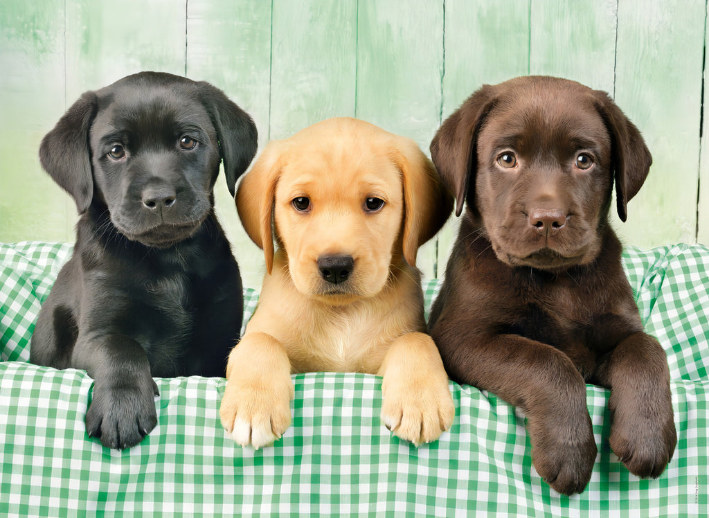 Cachorros Perros Labradores Rompecabezas 1000 Pz Clementoni
