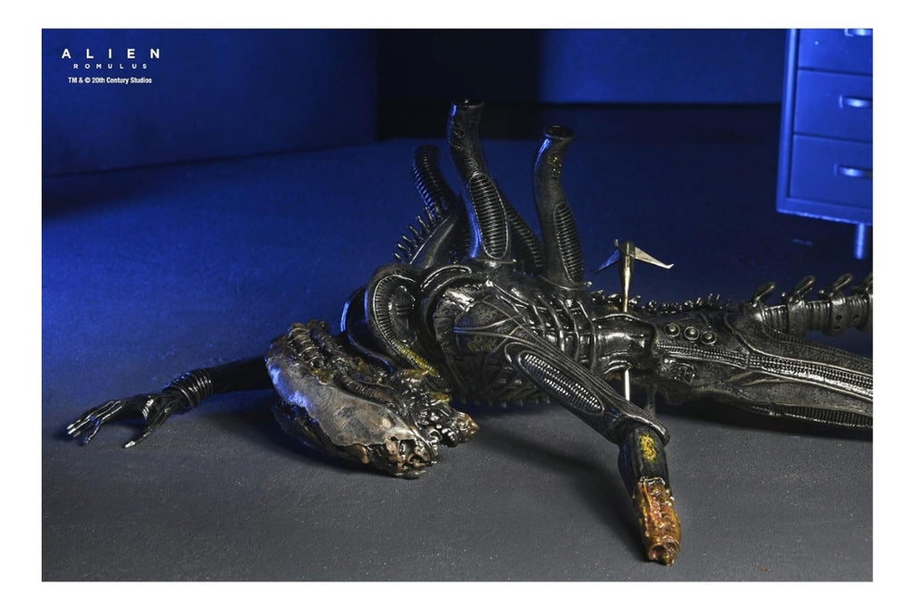 Figura De Lujo Alien: Romulus Suspendida Xenomorph Xx121