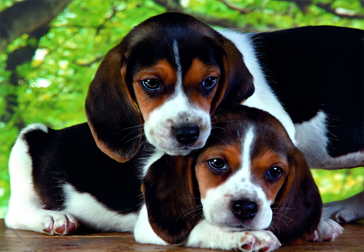 Rompecabezas Beagles 500 Pz Clementoni Lindos Perros Amigos