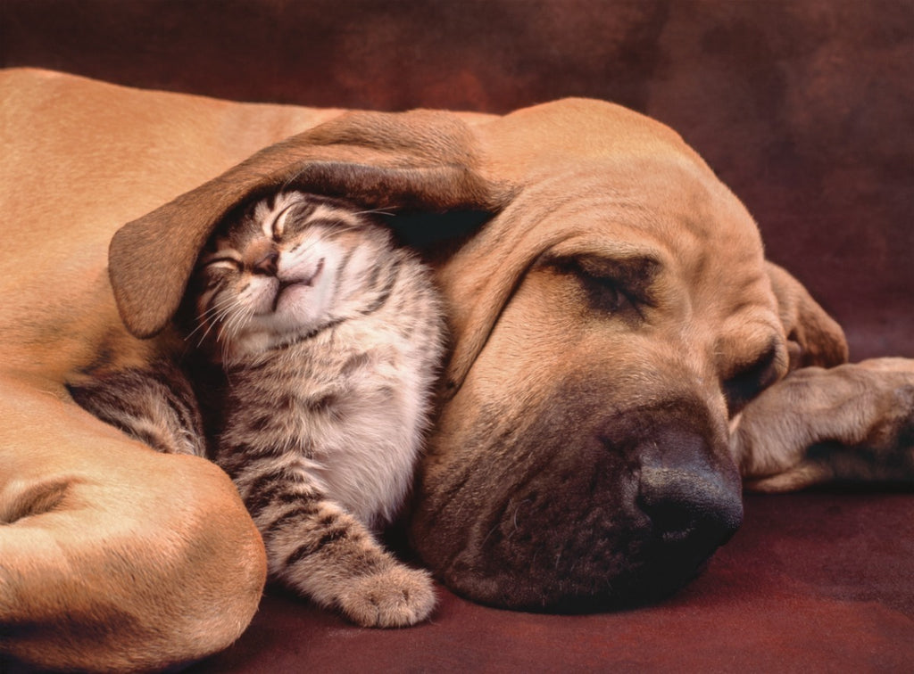 Perro Y Gato Acurrucados Cuddles Rompecabezas 500 Clementoni