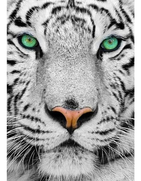 Enjoy Puzzle Rompecabezas Tigre Blanco Siberiano 1000 Pz