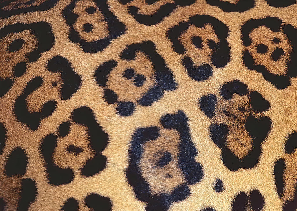 Rompecabezas Ravensburger 17096 Challenge Manchas De Jaguar 1000