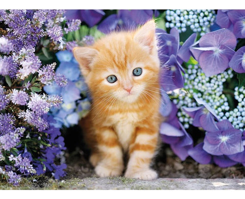30415 Gato Rojizo Ginger Rompecabezas Clementoni 500 Piezas