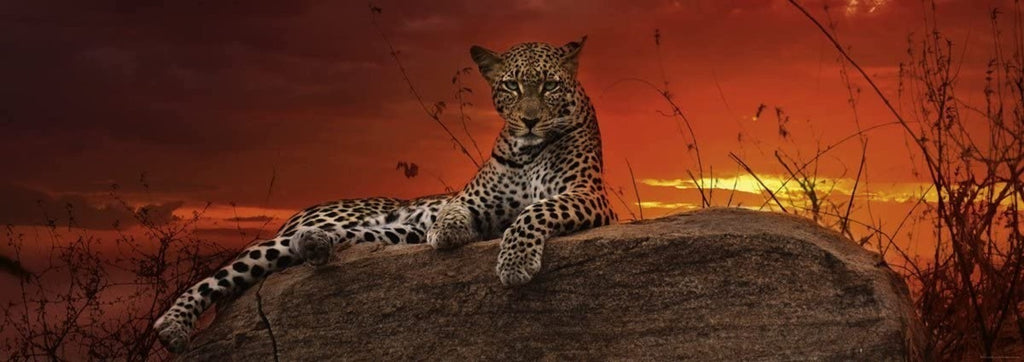 Rompecabezas Jaguar Atardecer Rojo 2000 Pz Panorama Heye Art