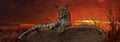 Rompecabezas Jaguar Atardecer Rojo 2000 Pz Panorama Heye Art