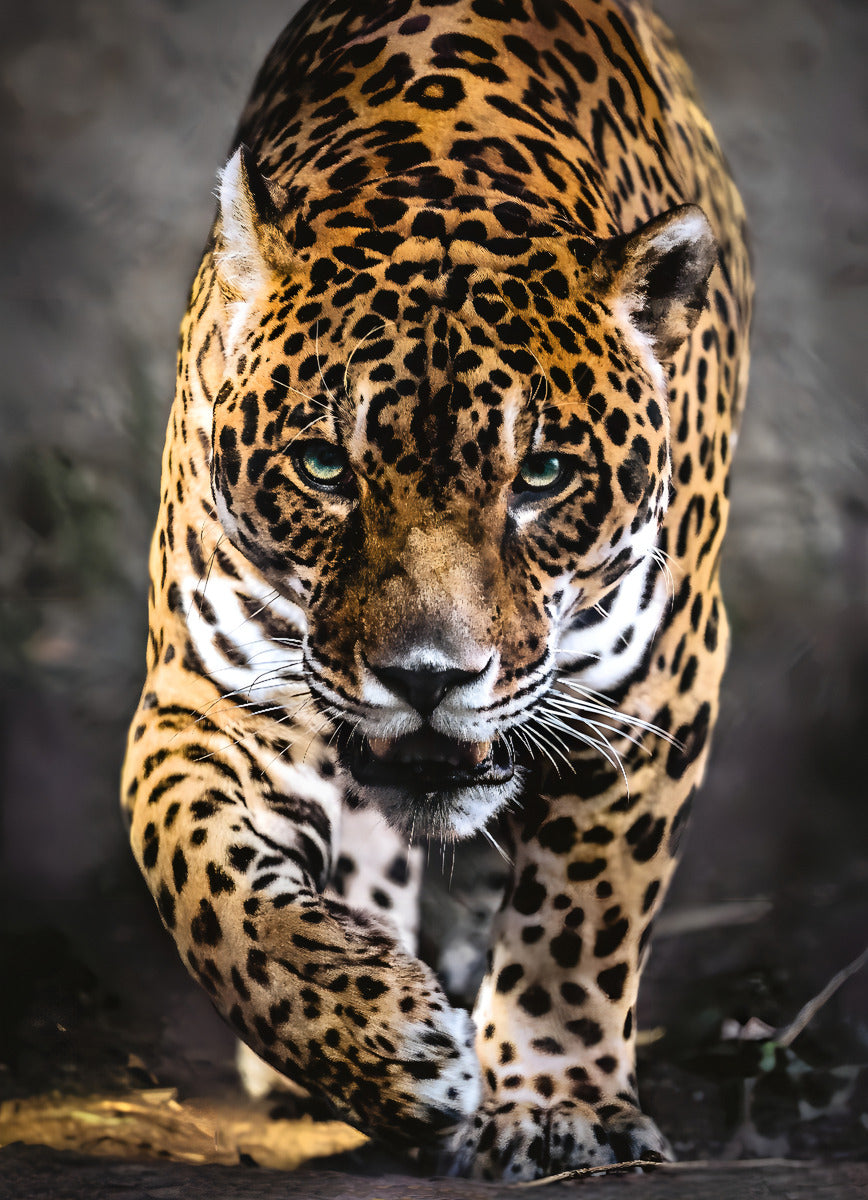 La Sombra Del Jaguar Mexico Rompecabezas 1000 Pz Clementoni