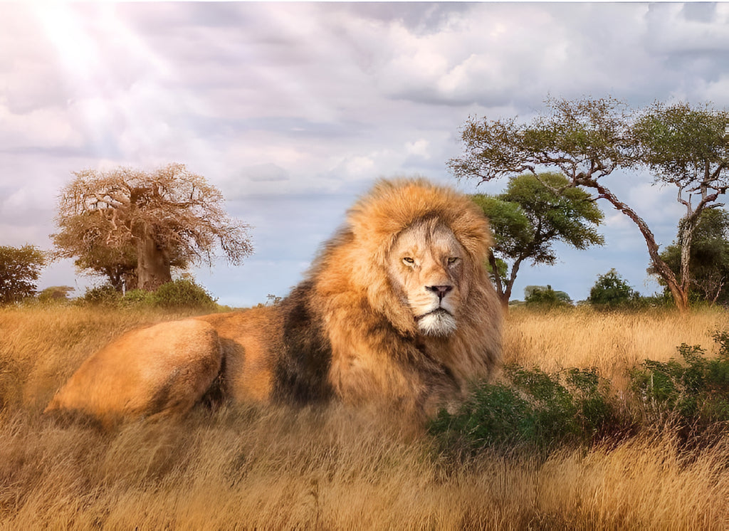 Rompecabeza Puzzle León The King X1000 Pieza Clementoni Full