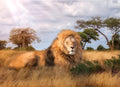 Rompecabeza Puzzle León The King X1000 Pieza Clementoni Full