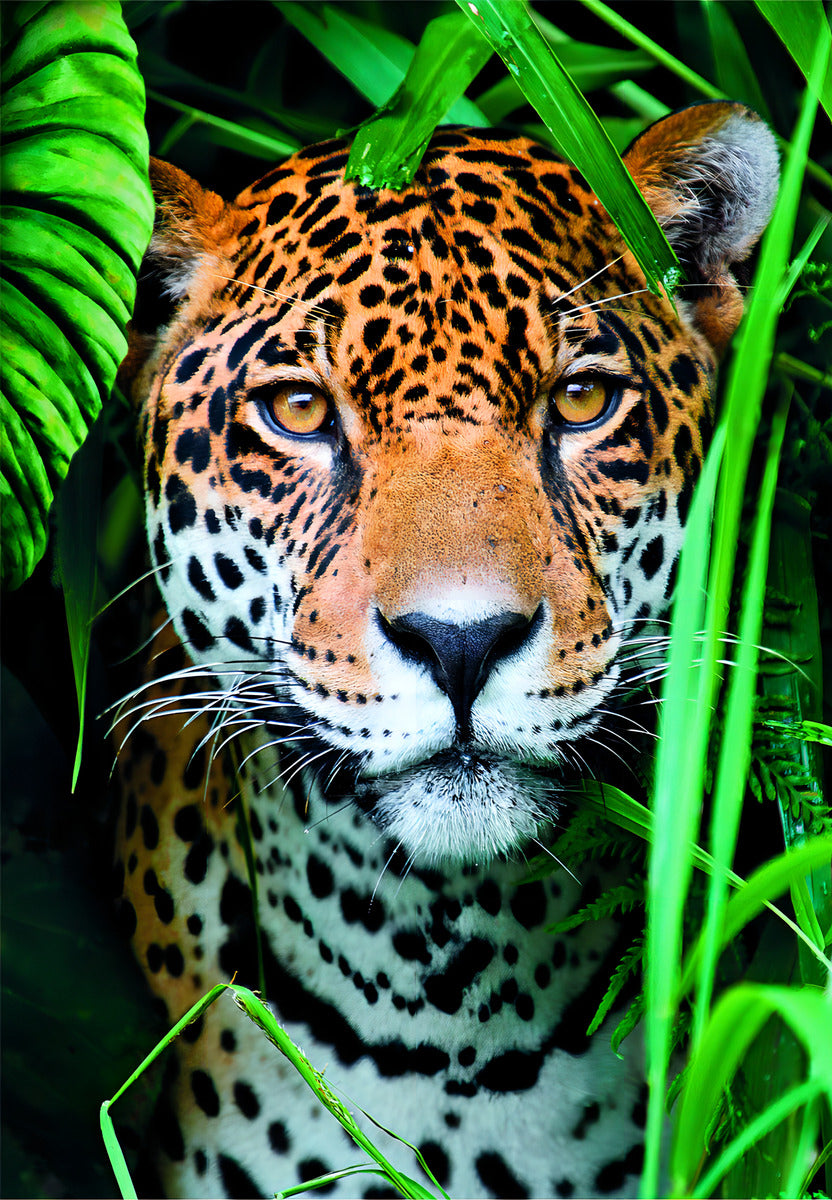 Rompecabezas Mirada De Jaguar 500 Pz Clementoni Mexico
