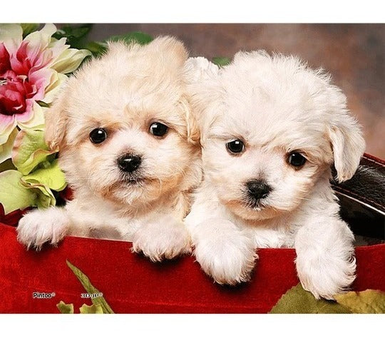 Rompecabezas Pintoo Perritos De 150 Piezas Miniatura 14+
