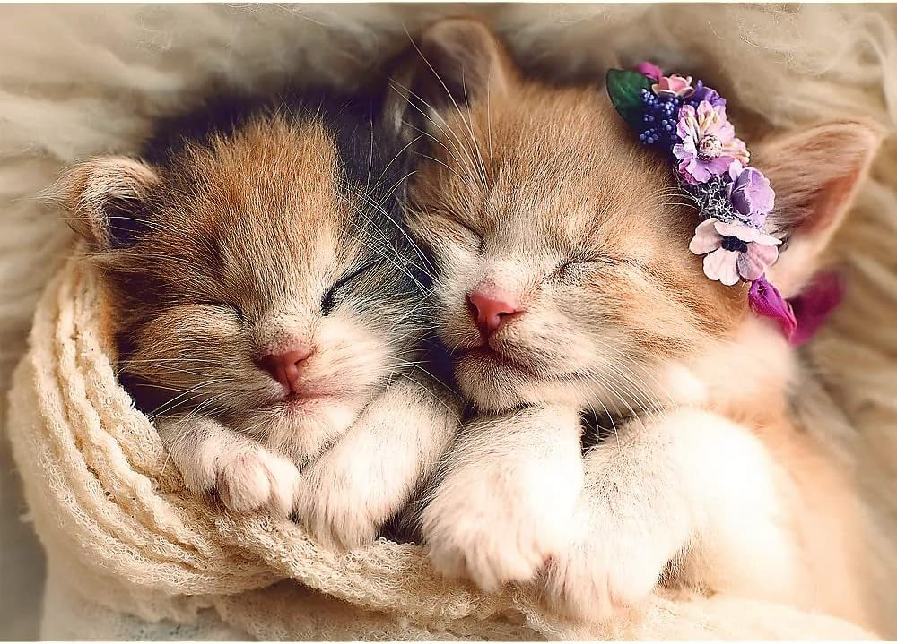 Gatitos Dormidos Trefl Rompecabezas De 500 Piezas 37271
