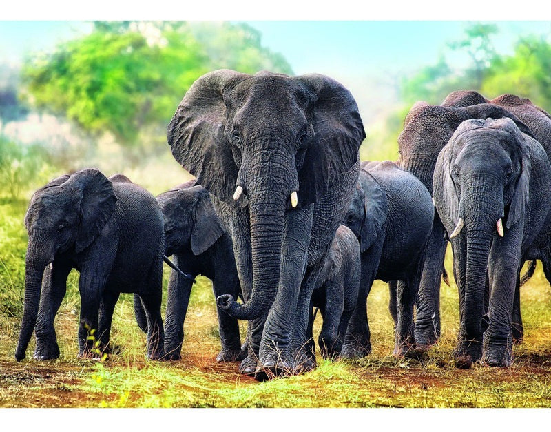Rompecabezas 1000 Pzas Elefantes Africanos Trefl