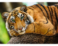 Tigre Majestuoso Rompecabezas 500 Pz Trefl Naturaleza