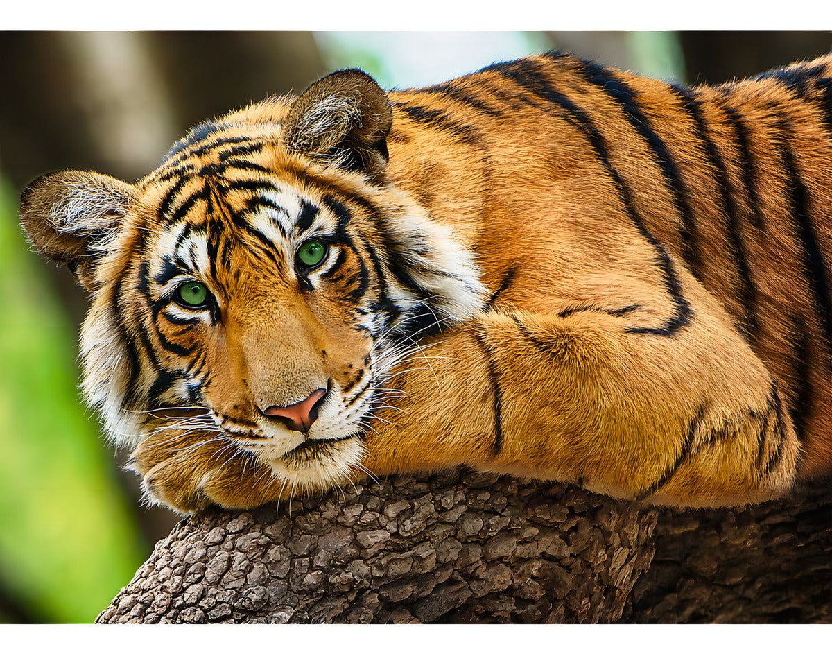 Tigre Majestuoso Rompecabezas 500 Pz Trefl Naturaleza